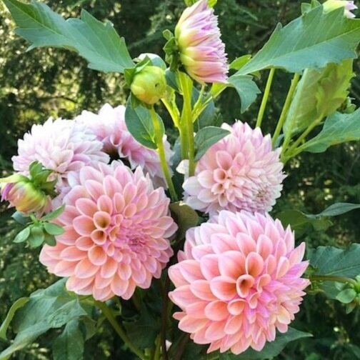 Coralie Dahlia