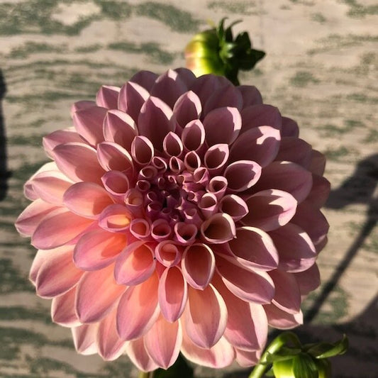 Coralie Dahlia