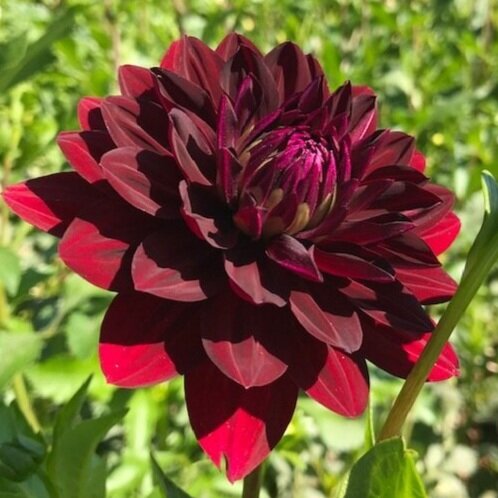 Hollyhill Black Beauty
