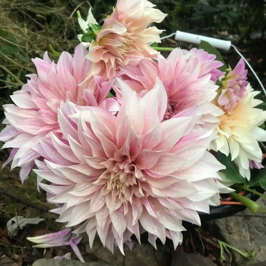 Cafe au Lait Dahlia