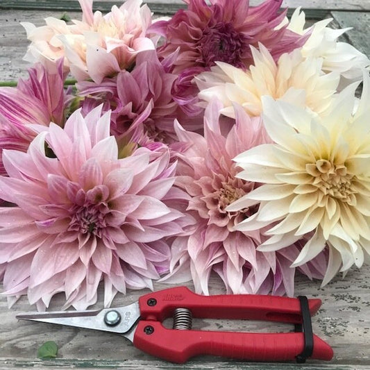 Cafe au Lait Dahlia