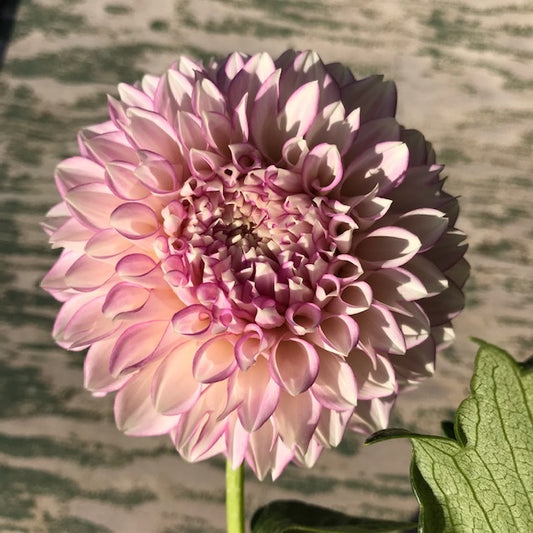 Maltby Pearl - 1 Tuber