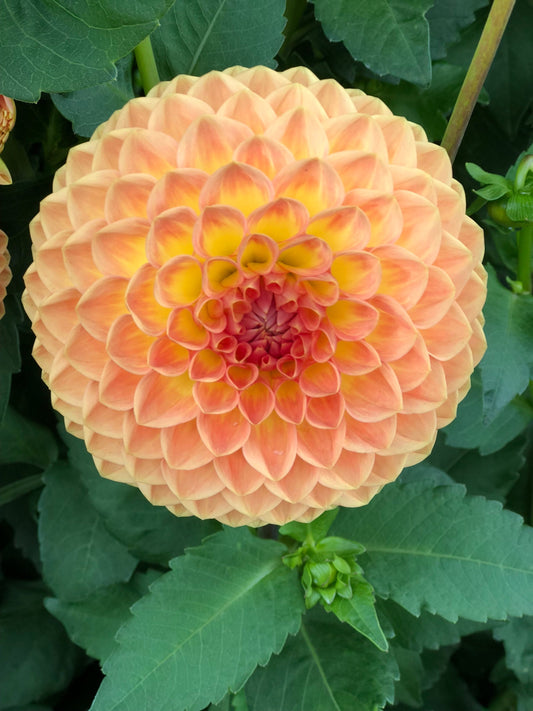 Blyton Softer Gleam Dahlia