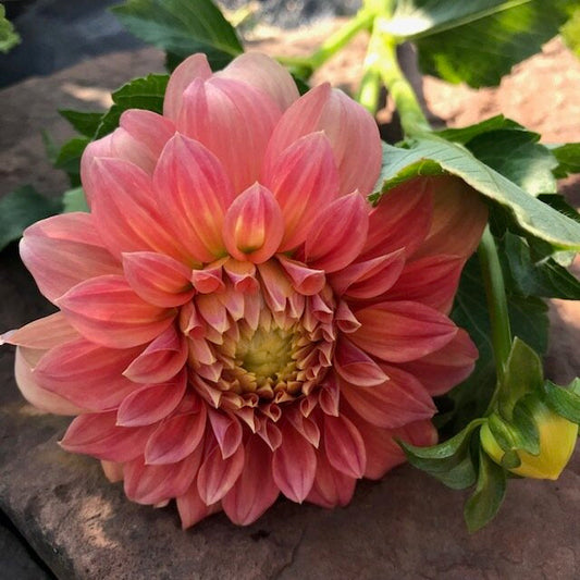 Bracken Palomino Dahlia
