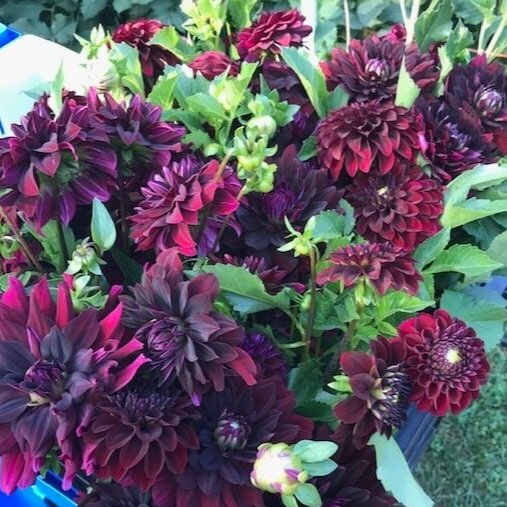 Hollyhill Black Beauty
