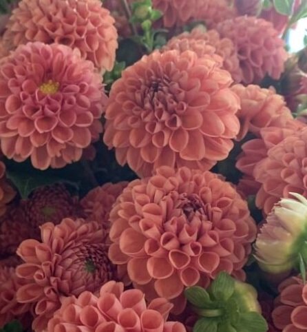Cornel Bronze Dahlia