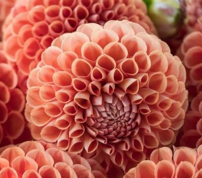 Cornel Bronze Dahlia