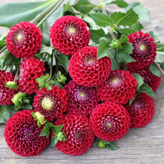 Cornel Dahlia