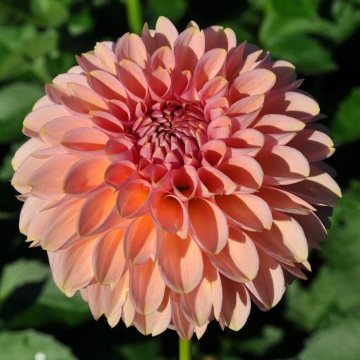 Cupcake Dahlia