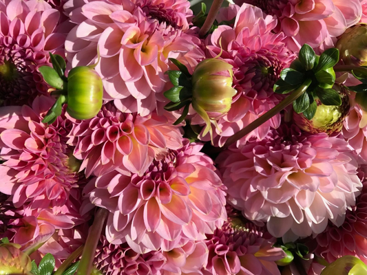 Cupcake Dahlia