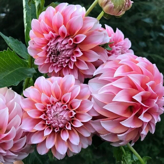 Peaches N Cream