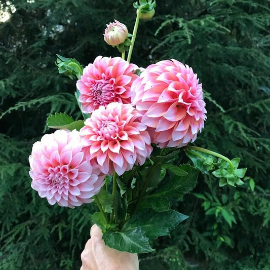 Peaches N Cream