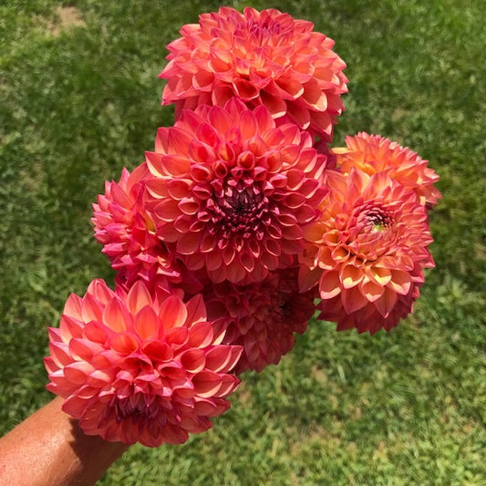 Robin Hood Dahlia