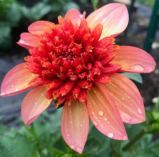 Totally Tangerine Dahlia